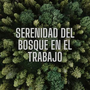Serenidad del Bosque en el Trabajo - Bosque Tropical