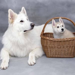 Jazz Organ - Bgm for Relaxing with The Puppy - Separation Anxiety Dog Music