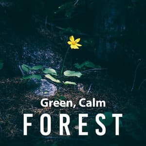 Green, Calm Forest – Birds Music, Soothing Piano, Relaxation Guitar, Nature Sounds, Deep Sleep, Calmness for Soul - Kings of Nature