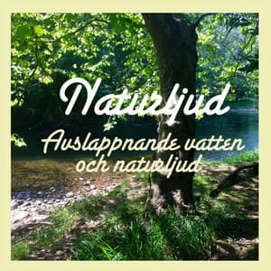 Avslappnande vatten och naturljud - Naturljud
