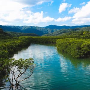 Nature Sounds of Okinawa - Iriomote Island - - Super Natural