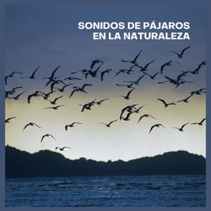 Sonidos de Pájaros en la Naturaleza - Sonidos De Aves