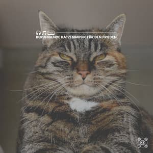 Beruhigende Katzenmusik für den Frieden - Katzenmusik