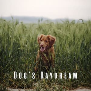 Dog's Daydream: Chill Music with Gentle Stream Sounds - Water Sounds