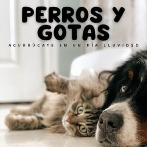 Perros Y Gotas: Acurrúcate En Un Día Lluvioso - Registradores de lluvia