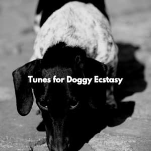 Tunes for Doggy Ecstasy - Italian Instrumental Jazz