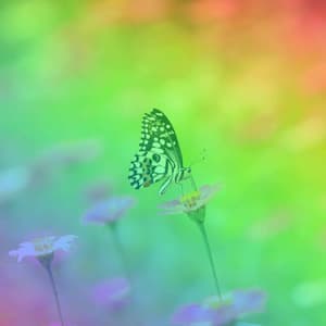 Music for Smooth Timbers - Easy Sunday Listening