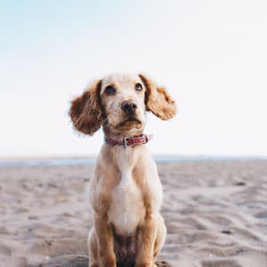 Terrific Ambiance for Doggy Summer Chilling - Relaxing Dog Music Society