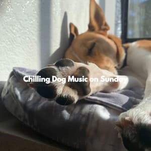 Chilling Dog Music on Sunday - Sleepy Dogs