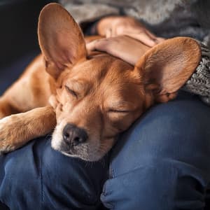 Orchestra Of Gentle Paws: Calming Symphonies For Dogs - Lee Rosangela