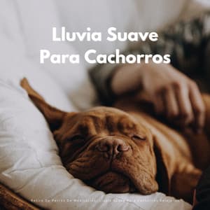 Retiro De Perros De Meditación: Lluvia Suave Para Cachorros Relajados - Sonidos De Lluvia