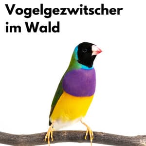 Vogelgezwitscher im Wald - Berlin Rain