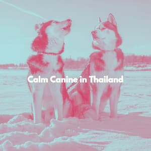Calm Canine in Thailand - Chill Lounge Vibes