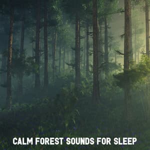Calm Forest Sounds for Sleep - Forest Sounds