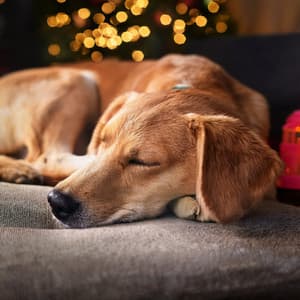 Sonidos Reconfortantes Para Calmar A Tu Perro - La armonía