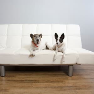 Jazz Lounge Serenade: Serene Dog Companions - Carl Bagge Trio