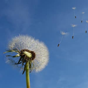 Wind Sounds Relax - Positive Music