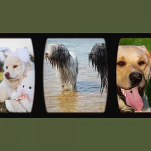 Echoes of The Calm Pup - Dog Jazz Sounds