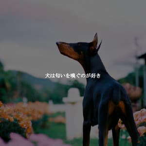 犬は匂いを嗅ぐのが好き - Jazz Elegante para Hoteles