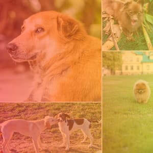 Backdrop for Sad Puppies - Latin Music - Dogs at Home