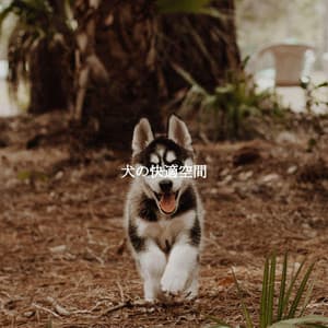 犬の快適空間 - Upbeat Morning Music