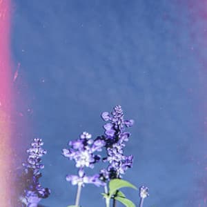 365 Vibes: Positivity Wins - Lofi Chill