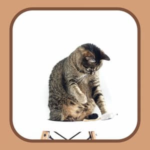 Backdrop for My Quiet Cats - Jazz Quintet - Cat Music Waves