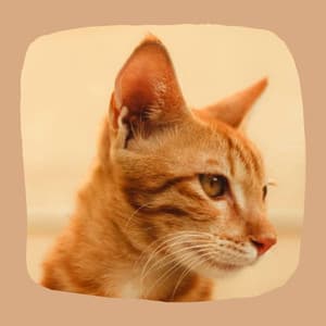 Backdrop for Cute Cats - Trumpet and Alto Sax - For Cats Only