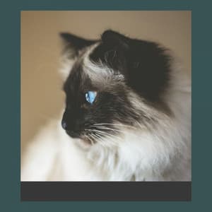 Guitar Solo - Calming Music for Cats