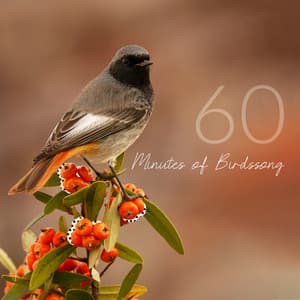 60 Minutes of Birdssong - Singing Birds Zone