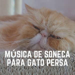 Música de Soneca para Gato Persa - Musica para Gatos
