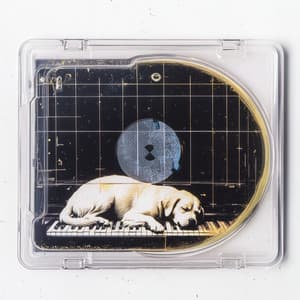 In the Moment - Reiki for Animals