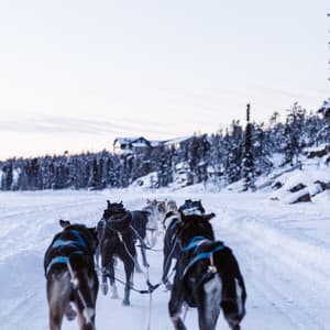 Echoes of Resting Dogs - Relaxing Dog Music Beats