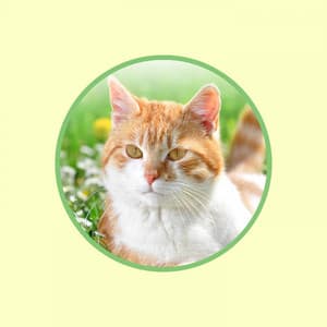 Piano Music for Cats with Nature Sounds for Leaving Cats Home Alone - Cat Relaxation