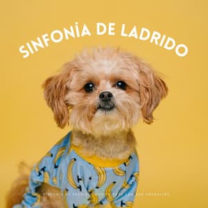 Sinfonía De Ladrido: Música Para Caninos Enérgicos - In Sonus 360