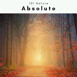 1 Absolute - 101 Nature