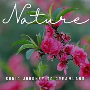 Nocturnal Harmony: Sonic Journeys for Deep Sleep - Healing Music Collective