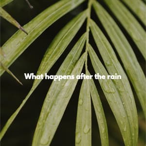 What happens after the rain - New York Deluxe Dinner Jazz