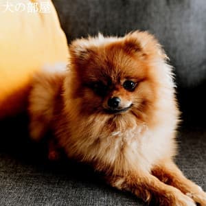 犬の部屋 - Hotel Music