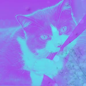 Cute Cats - Calming Cat Music