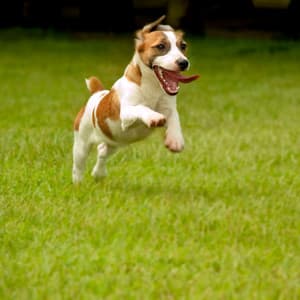 Binaural Sounds for Energetic Dog Activities by the Fire - Rushing Blaze Fire Sounds Library