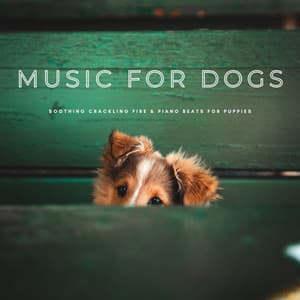 Music For Dogs: Soothing Crackling Fire & Piano Beats For Puppies - Music for Dogs Radio