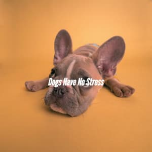 Dogs Have No Stress - Chill Vibes