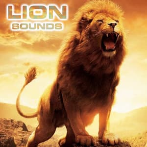 Lion Sounds - Lion Sounds