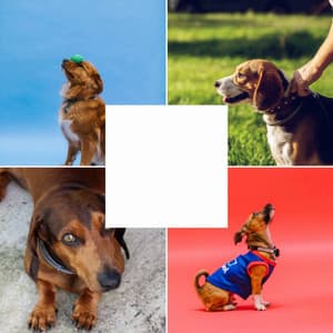 Smooth Jazz Chill Out - Ambiance for Calmed Puppies - Dog Music Library