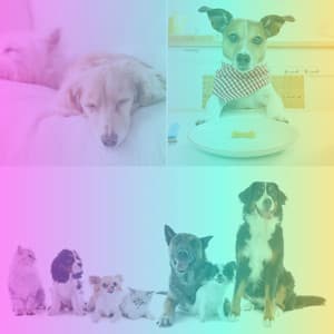 Jazz Ballad - Relaxing Dog Music