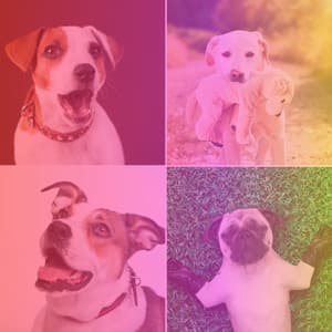 Backdrop for Chilling Doggies - Dog Music Library