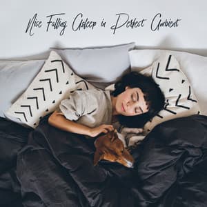 Nice Falling Asleep in Perfect Ambient. Relaxing Sounds for a Restless Pet - Animal Melody Wizard