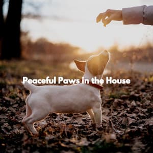 Peaceful Paws in the House - Soft Elevator Music