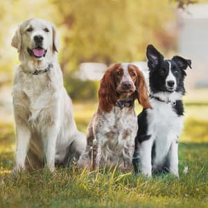 Quiet Dog Nights: Music to Soothe Dogs - Sugar Dressing